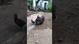 Begini Cara Ayam Melindungi Anaknya Dari Dinginnya Angin Malam