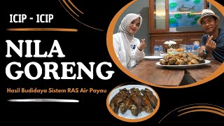 AgriKuliner - Icip-Icip Nila Goreng Hasil Budidaya Sistem RAS Air Payau