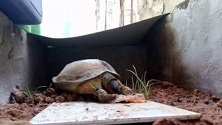 ¡HACIENDO QUE MI TORTUGA COMA ADECUADAMENTE!-friscomisco