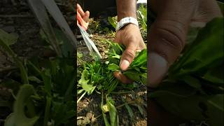 harvested spinach to make vegetable #nature #farming #spinach #shorts