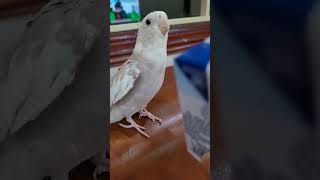 vẹt cockatiel và hộp sữa