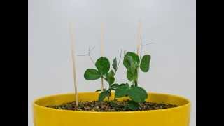 Pea plant growth - time lapse