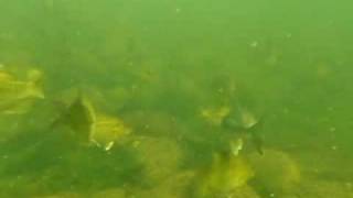 Minnesota underwater walleyes freediving clear water