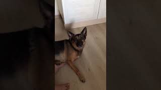 Как их не любить!? 🐶😻👍#настроение #собака 🐕🐩