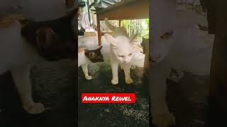 ANAKNYA REWEL #shorts #kucinglucu #kucingimut #kucing #kucingkampung #viral #cats #istanalokajaya