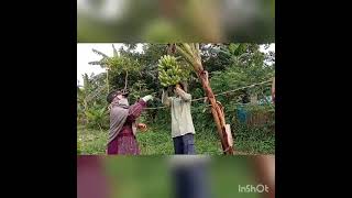 Panen pisang barangan sehat