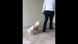 Sherman's obedience demo