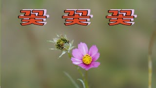 #꽃 동영상   #어느 나라의 꽃인지 모를 꽃들의 모임     ㅡ 조용한 여행 ㅡ