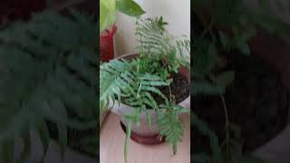 Lifestyle -- Fern plant adds beauty  and freshness to the balcony garden  #gardening