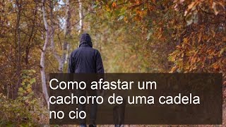 Como Separar um Cachorro de uma Cadela no Cio: Dicas Práticas e Eficazes