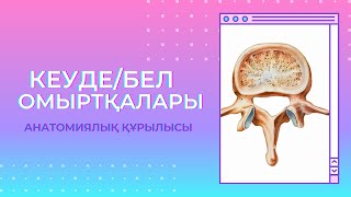 КЕУДЕ/БЕЛ ОМЫРТҚАЛАРЫ анатомиялық құрылысы