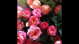 Unboxing Video from Customer: Blooms Dunn Right. Thank you for sharing this video with us!