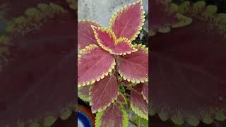 5 types of coleus plants