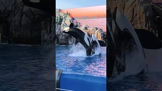 Orca Killer Whale jumps up in the air #whale #dolphin #animals #viral #trending #shorts #fun #travel