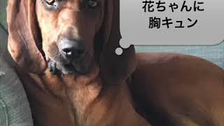 ＃長崎弁　長崎弁で話す犬　第２弾