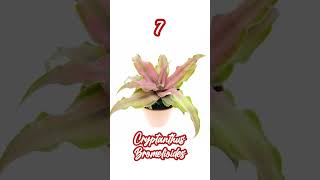 Top 10 Series - Cryptanthus Varieties I PlantFactory