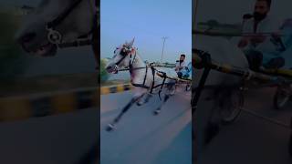 Fastest horse in the world #horse #fastest #horseriding #horserunning