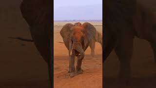 Elephant Dust Bath #shorts