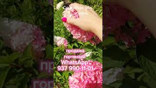 Цветёт гортензия Фрайз Мельба #цветы #метельчатаягортензия #garden