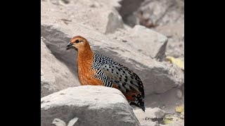 Ferruginous Wood Partridge Part 1