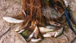 Fish video | Most satisfying Cast Net Fishing video | Pond Fishing