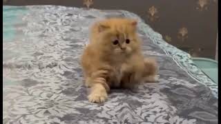 cute cat playing ||funny cat||brown cat