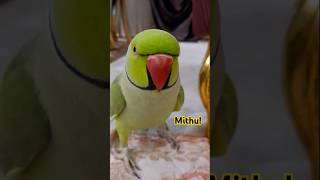 parrot mithu #shorts #tiktok #short #parrot #birds🦜🦜♥️♥️