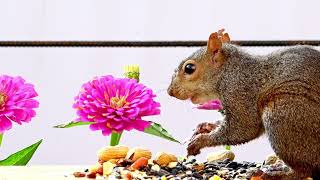 A Squirrel Eating Peanuts From the Shell and Otherwise Scaring Away the Birds!