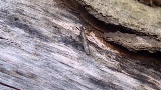 Large Black and Large Brown Stone Flies on Pine in Early February