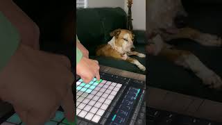 FutureBass Beat | Man Plays Music For His Dog