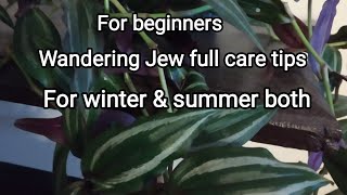 Wandering Jew full care tips for summer and winter both for beginners