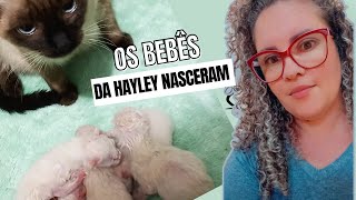 Os bebês da Hayley nasceram #filhotes #hayley #pets #gatofofo