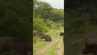 angry buffalo hit lion 😮😮😮🐂🐂🐂🐂🐂😂😂😂😂||pls like subscribe share ||🐅🐅🐅🐅