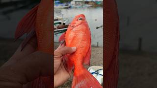 Ikan Mangla Hasil Mancing Nelayan ( Crescent Tail Bigeye) #shortsvideo #shortvideo