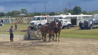 Horse pull compatition in manatulian island