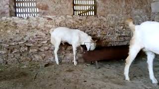 QASMI GOAT FARAM SINDHIPURA 2018