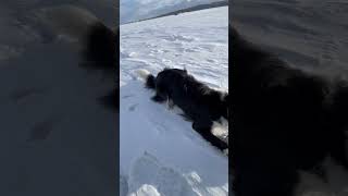 Border Collie's Snow Day Fun ❄️