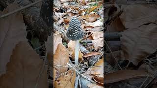 LOOKING FOR FUNGI TO PHOTOGRAPH