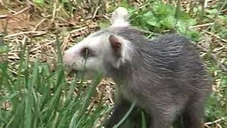 Cave Hill Opossum Family