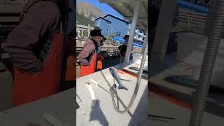 Charter boat fisherman cleaning clients' salmon in  Seward, Alaska.