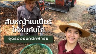 สับหญ้าเนเปียร์ให้หมูกับไก่ | Udon Organic Farm