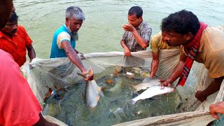 Amazing Gill Net Fishing| Traditional Net Fishing| Pond fishing huge fish Catch By Net| HD