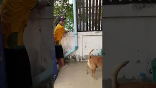 ดูสิแม่ มีแมวไหม #youtubeshorts  #animals  #dog  #pets  #หมา