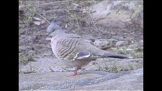 Crested pigeon, Sydney, Australia