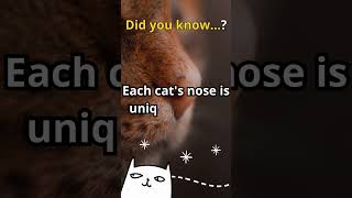 cat nose