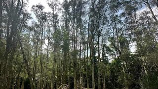 Part 2 | Walking Pineapple Dam NatureTrail | Ycel David