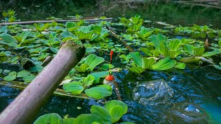 Rezeki lagi,!! Mancing di parit ini ikan nila banyak sekali - Makan enak lagi lurrr