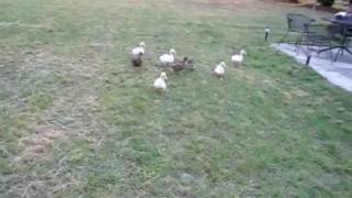 ducks