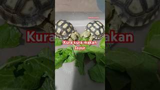 Kura kura sulcata makan sayur #kurakurasulcata #kurakuralucu #sulcata #shorts #hewanlucu