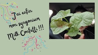 1 jour, 1 vlog : la plantagère et j'ai enfin trouvé mon syngonium Milk Confetti !